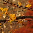 Herbst im Park