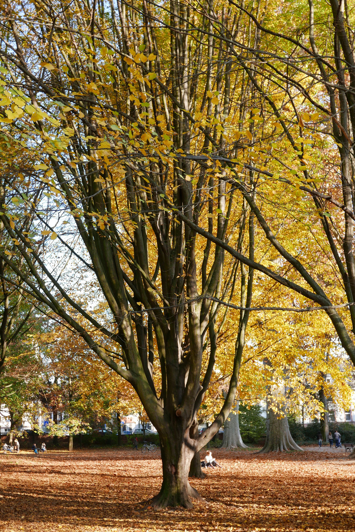 Herbst im Park