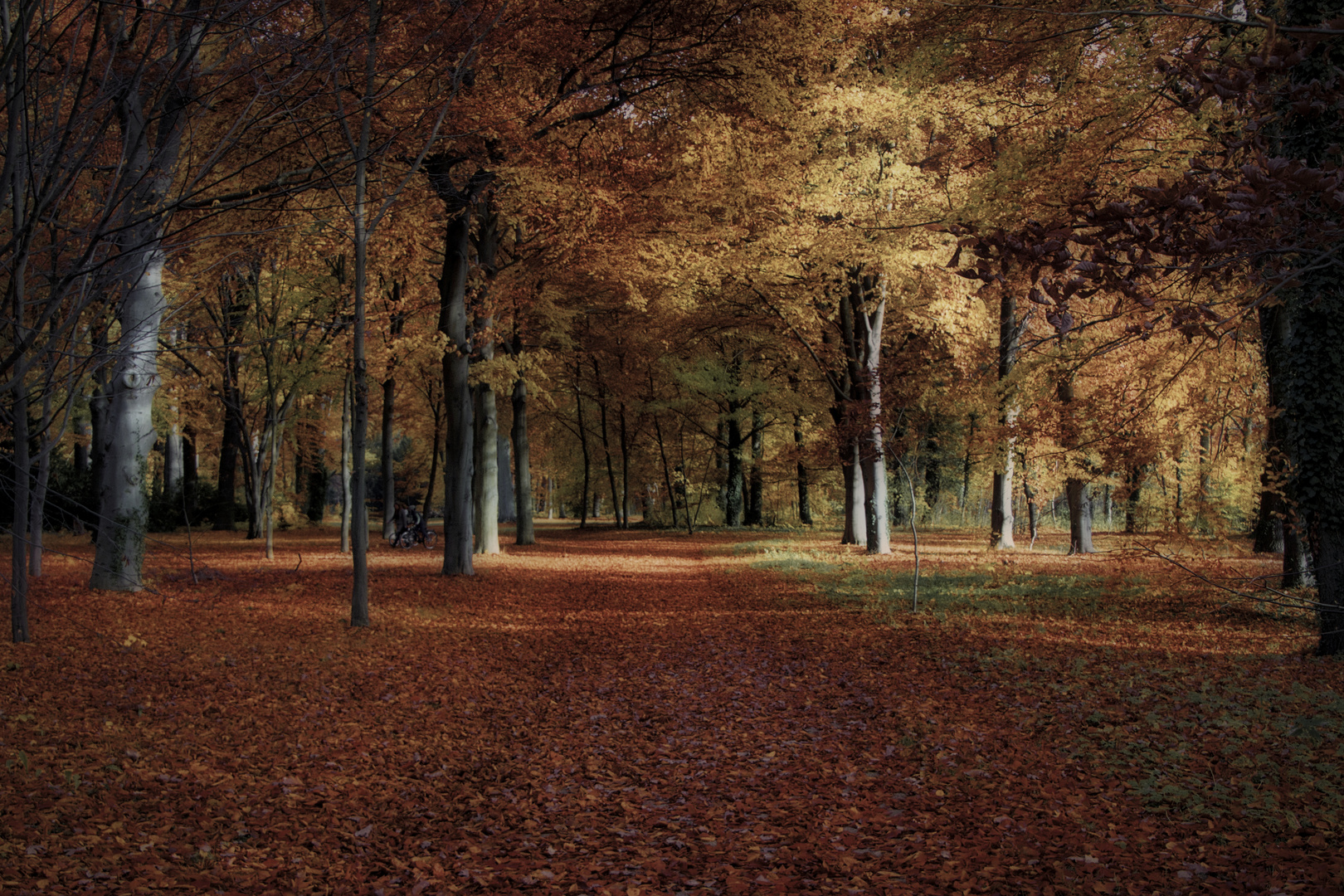 Herbst im Park