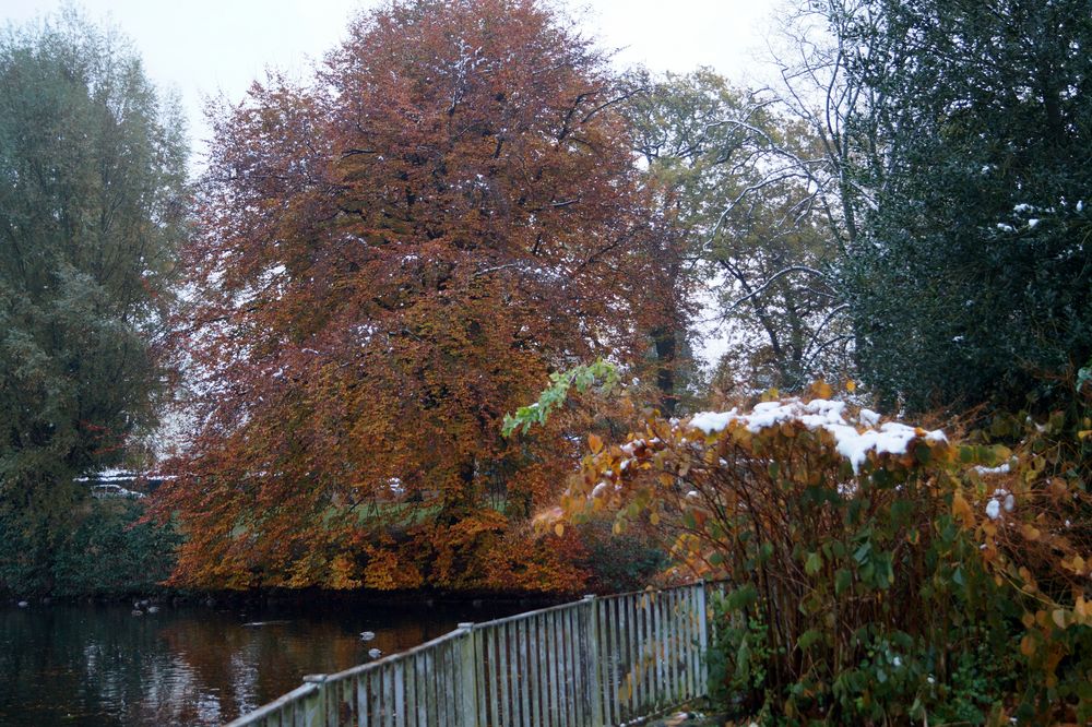 Herbst im Park