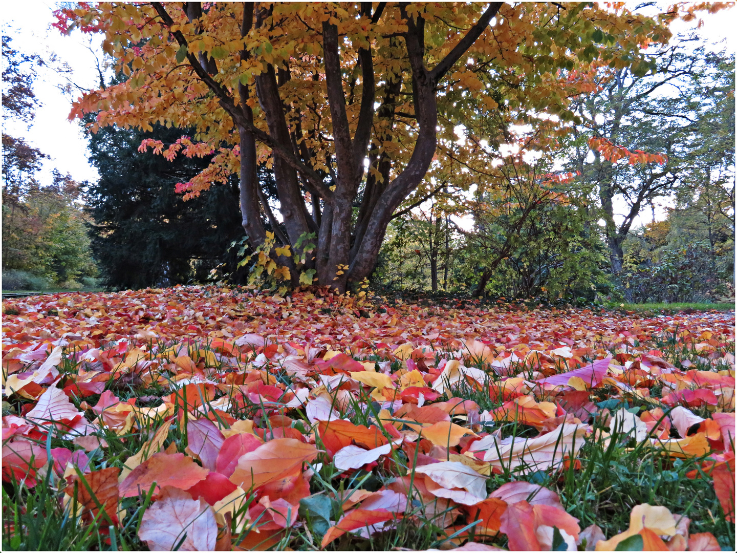 Herbst im Park