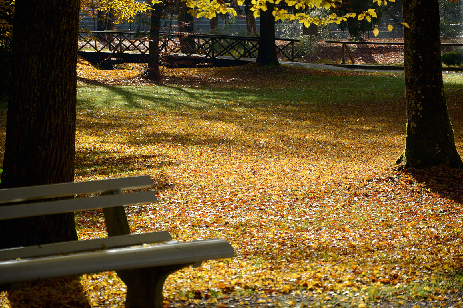 Herbst im Park