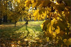 Herbst im Park