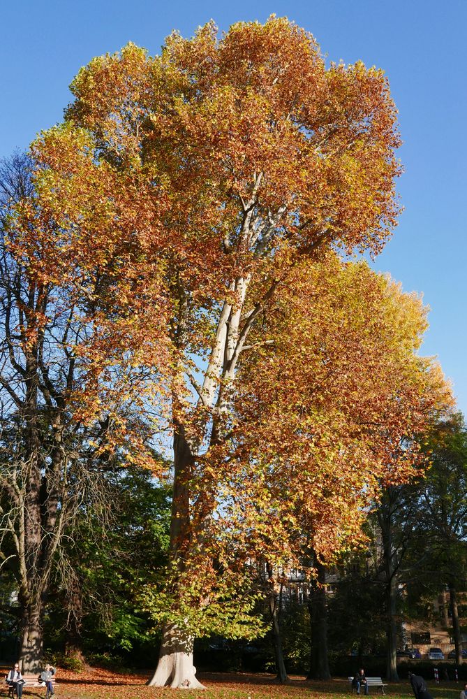 Herbst im Park