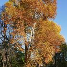 Herbst im Park