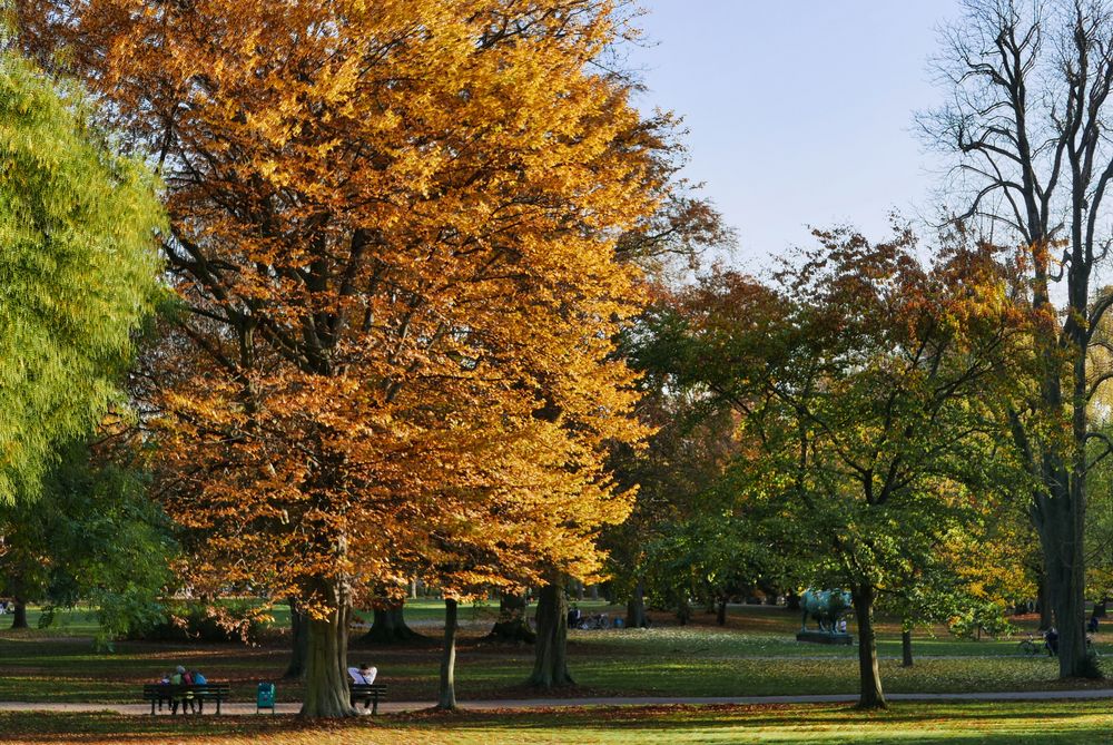 Herbst im Park