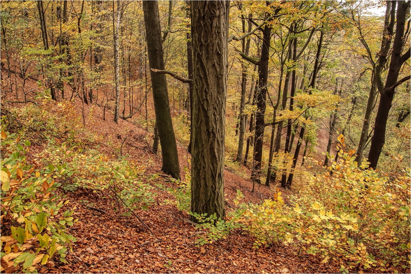 Herbst im Park 4