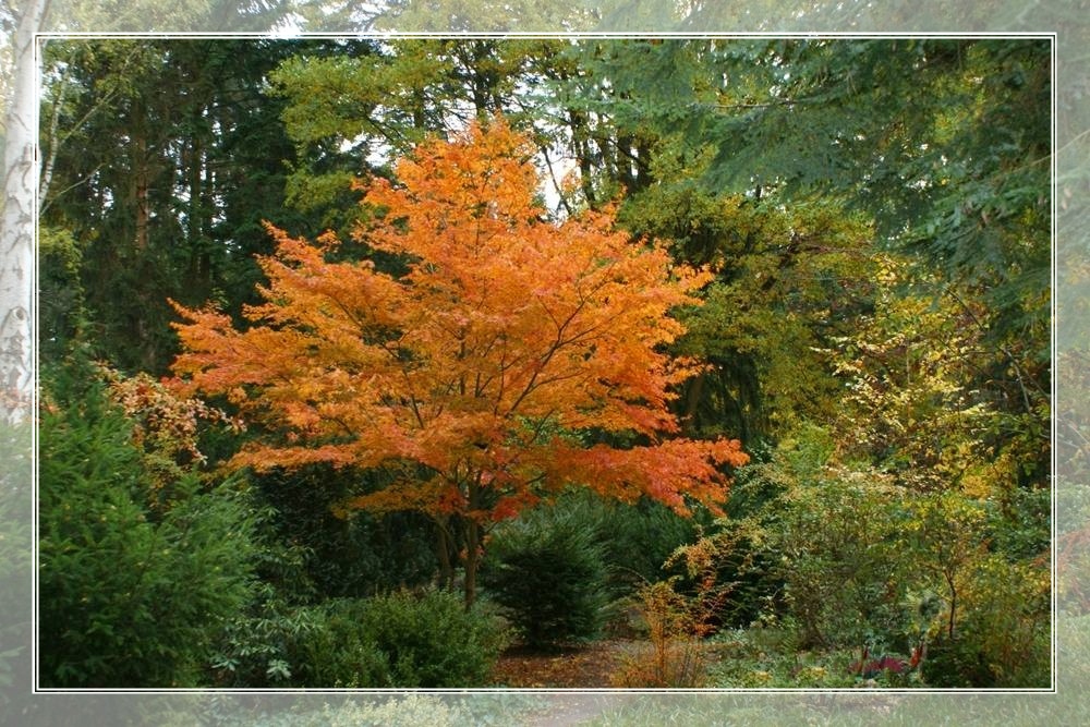 Herbst im Park