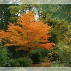 Herbst im Park