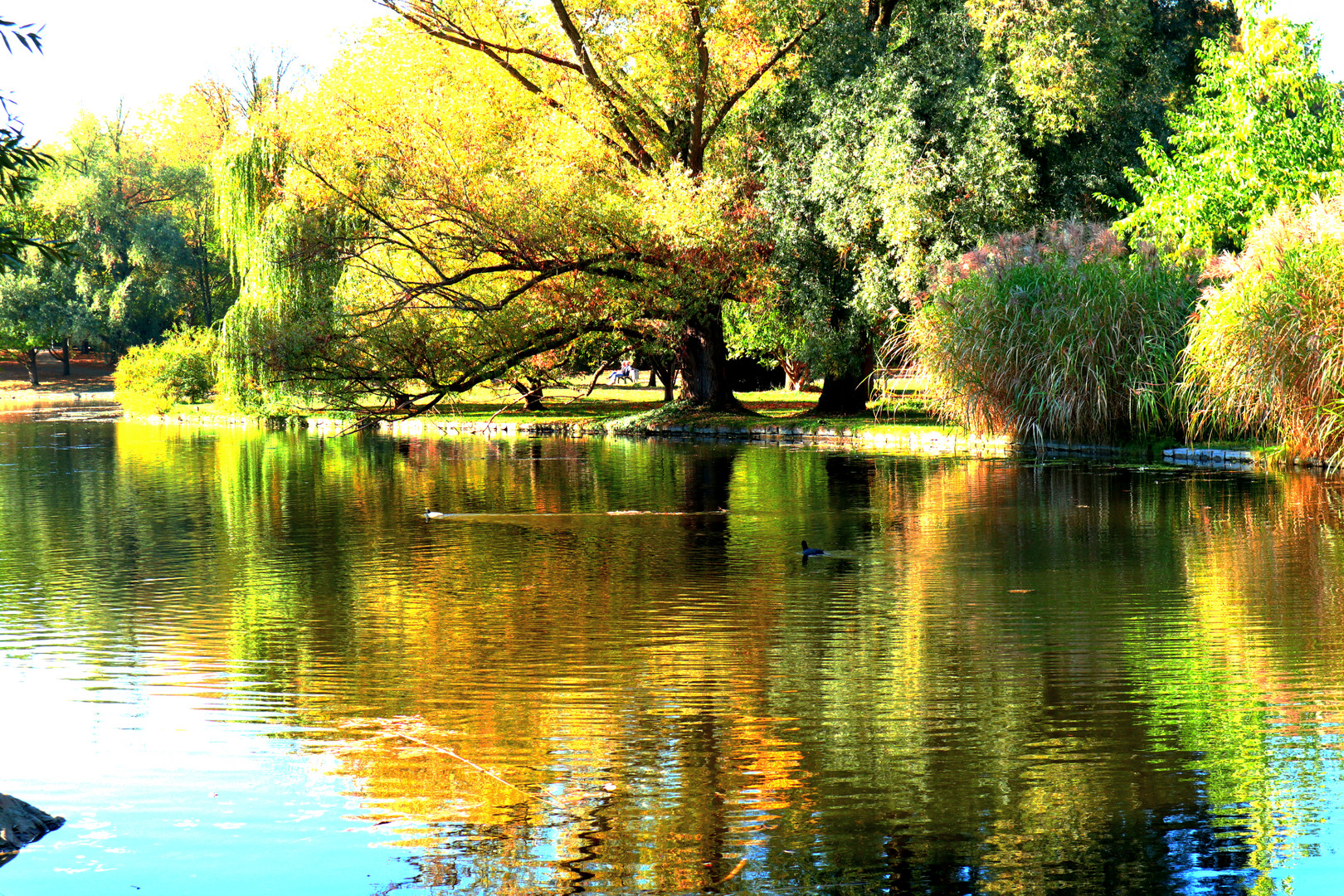 Herbst im Park