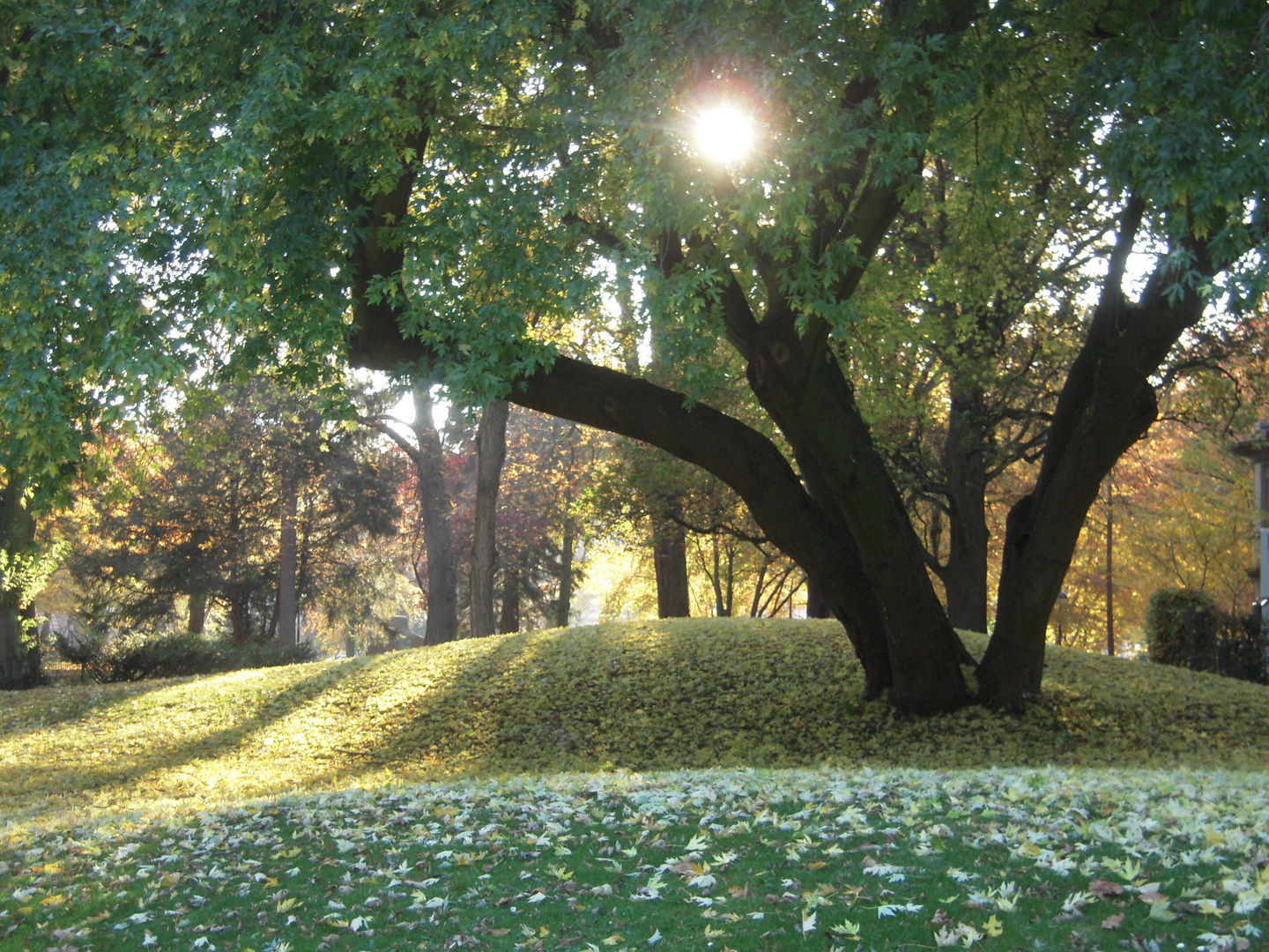 Herbst im Park