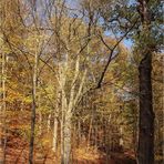 Herbst im Park 5