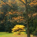 Herbst im Park... (5)