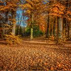 Herbst im Park