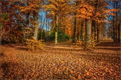 Herbst im Park