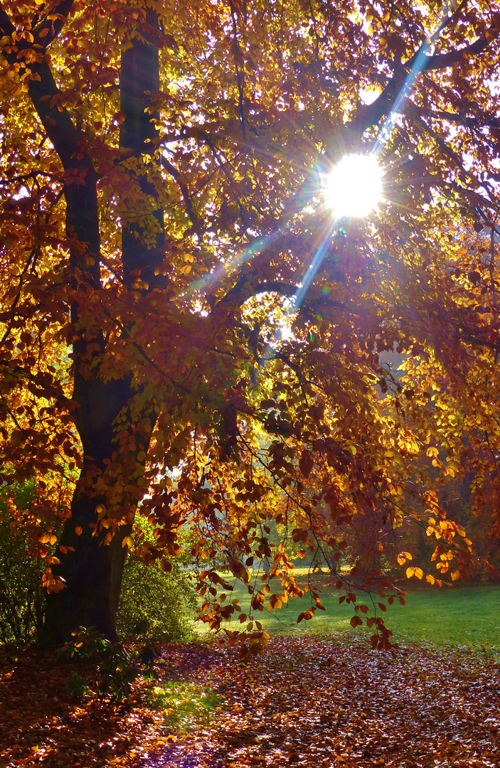 Herbst im Park