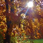 Herbst im Park