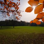 Herbst im Park