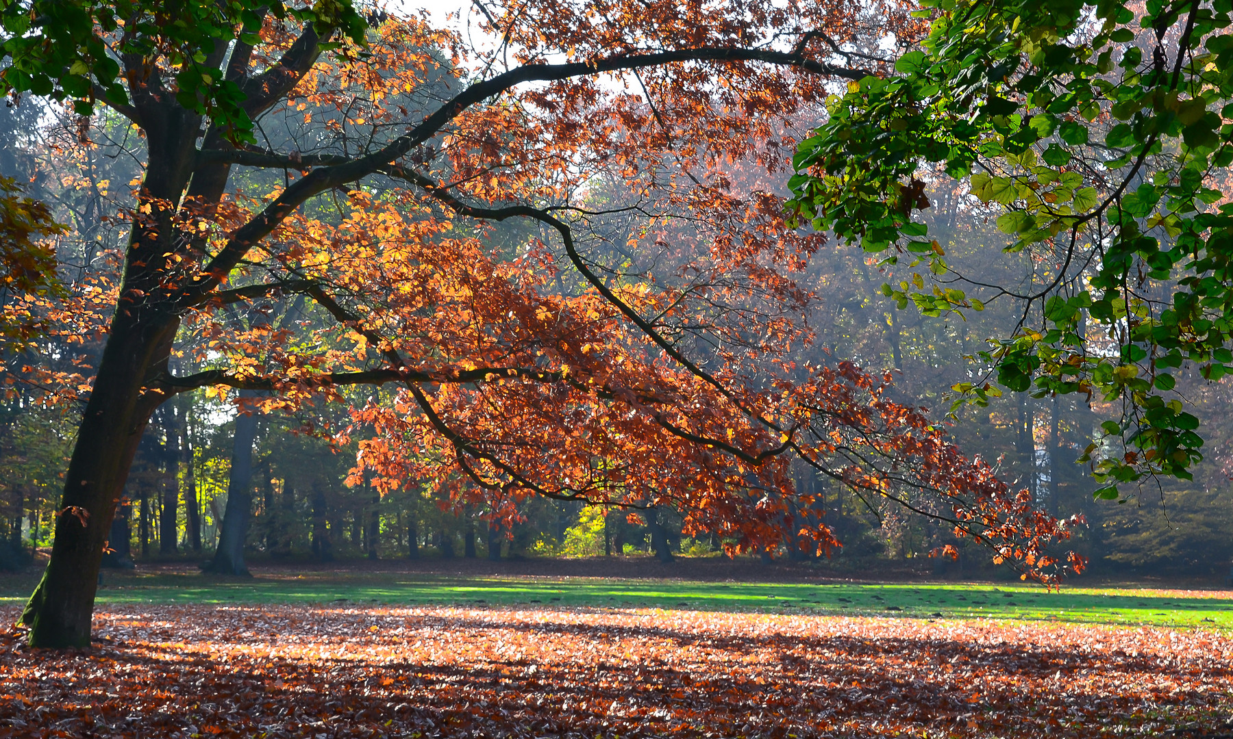 Herbst im Park