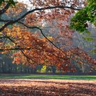 Herbst im Park