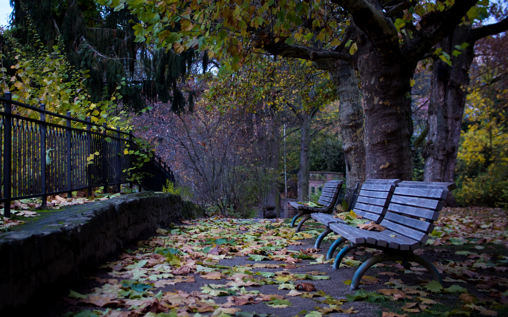 Herbst im Park