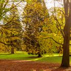 Herbst im Park