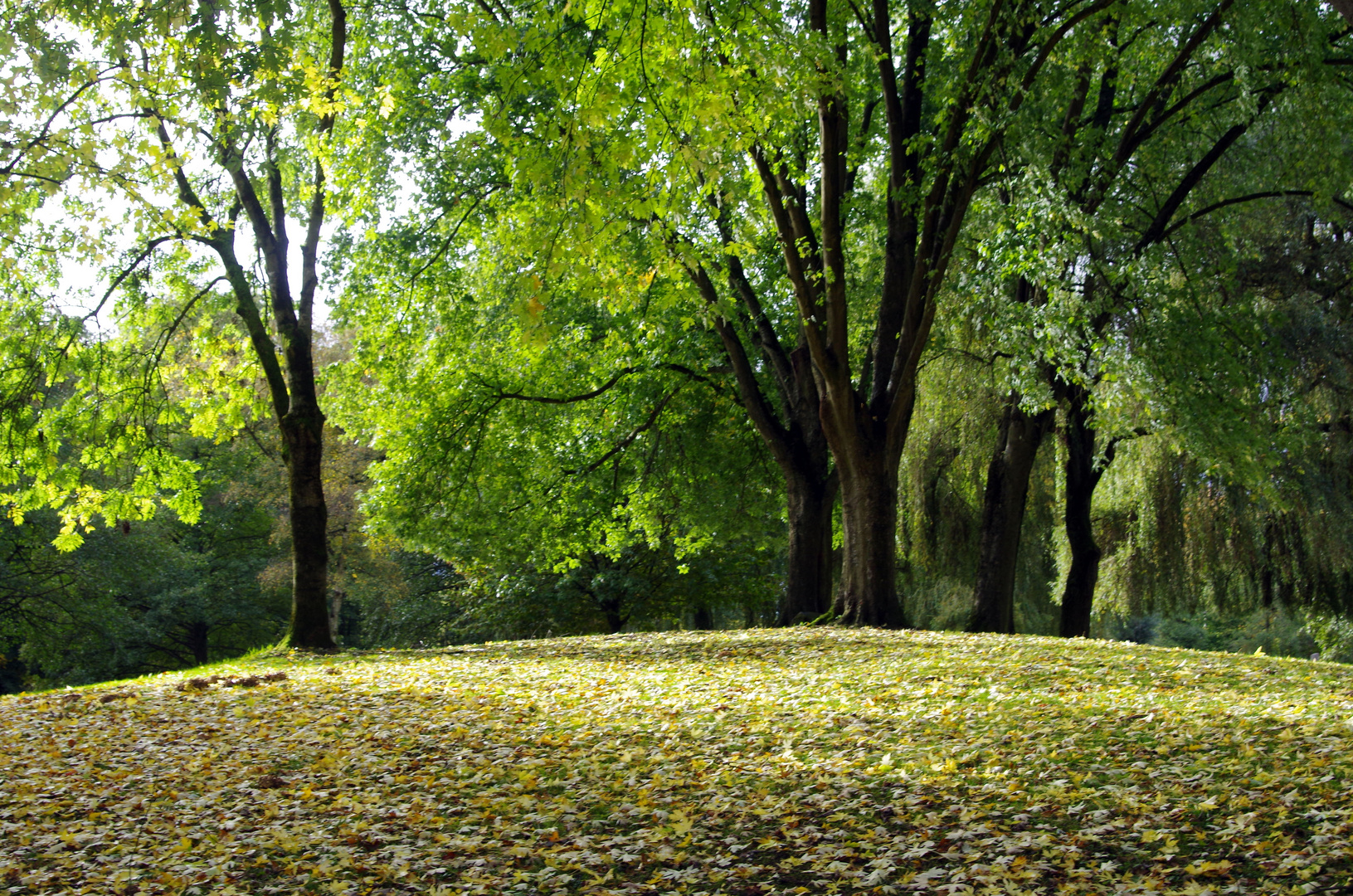 Herbst im Park