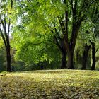 Herbst im Park