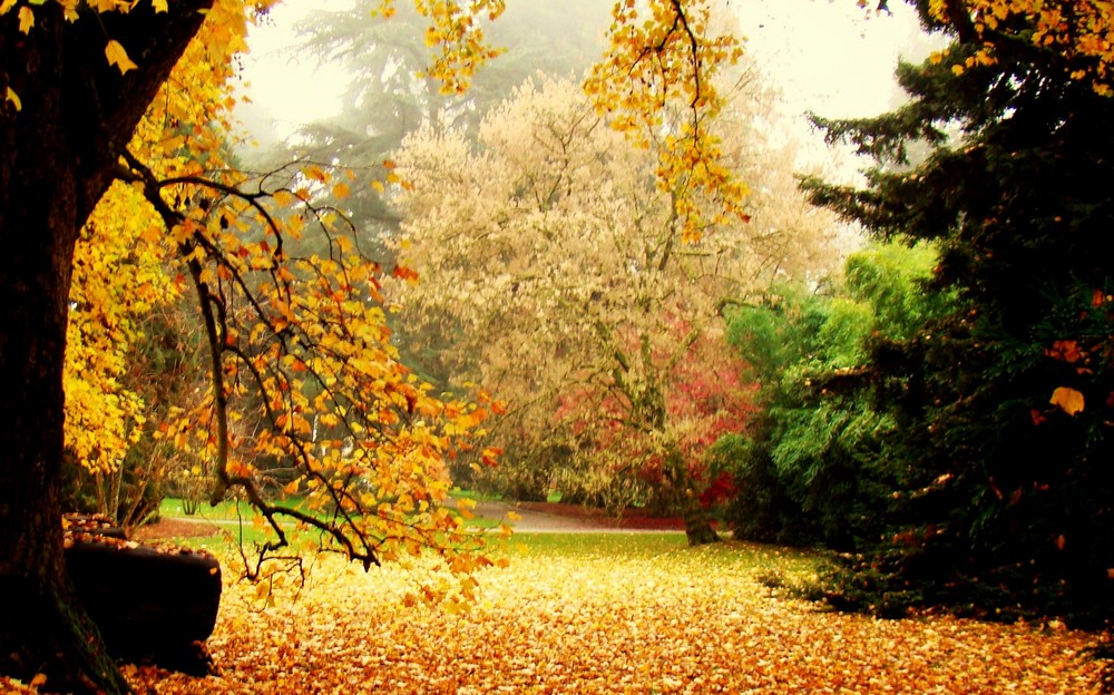 Herbst im Park