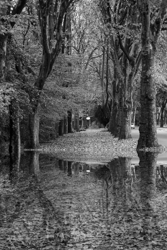 Herbst im Park