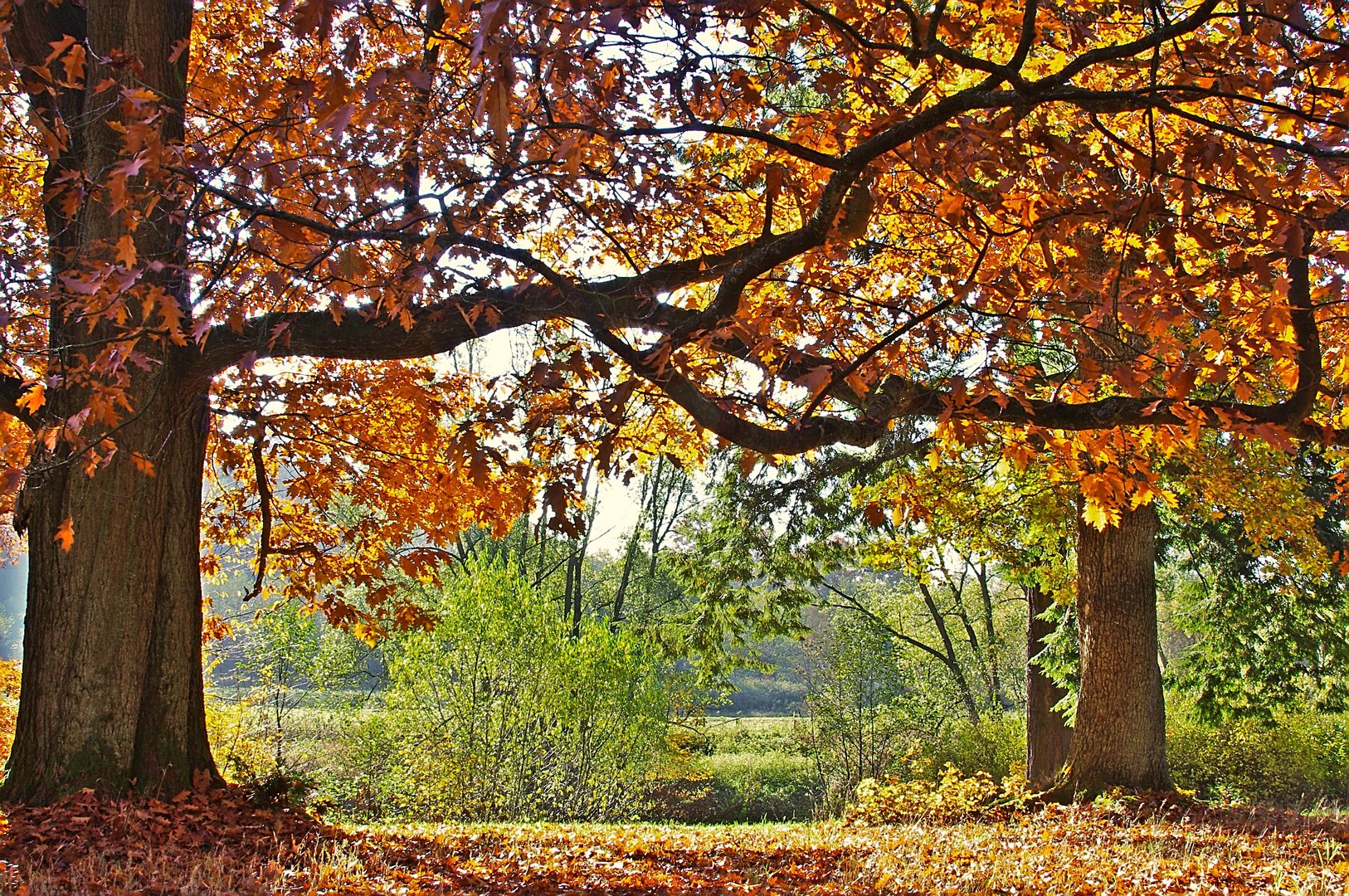 Herbst im Park