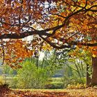 Herbst im Park