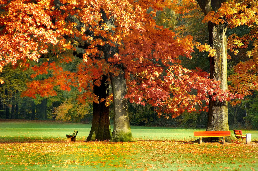 Herbst im Park Foto &amp; Bild landschaft, garten