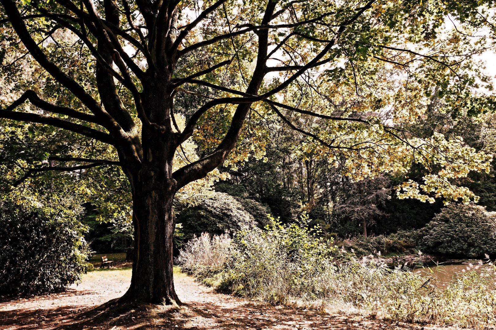 Herbst im Park