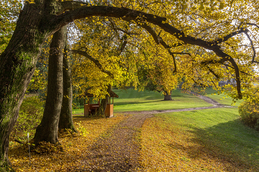 Herbst im Park