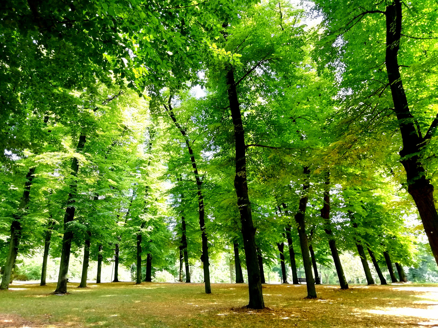 Herbst im Park