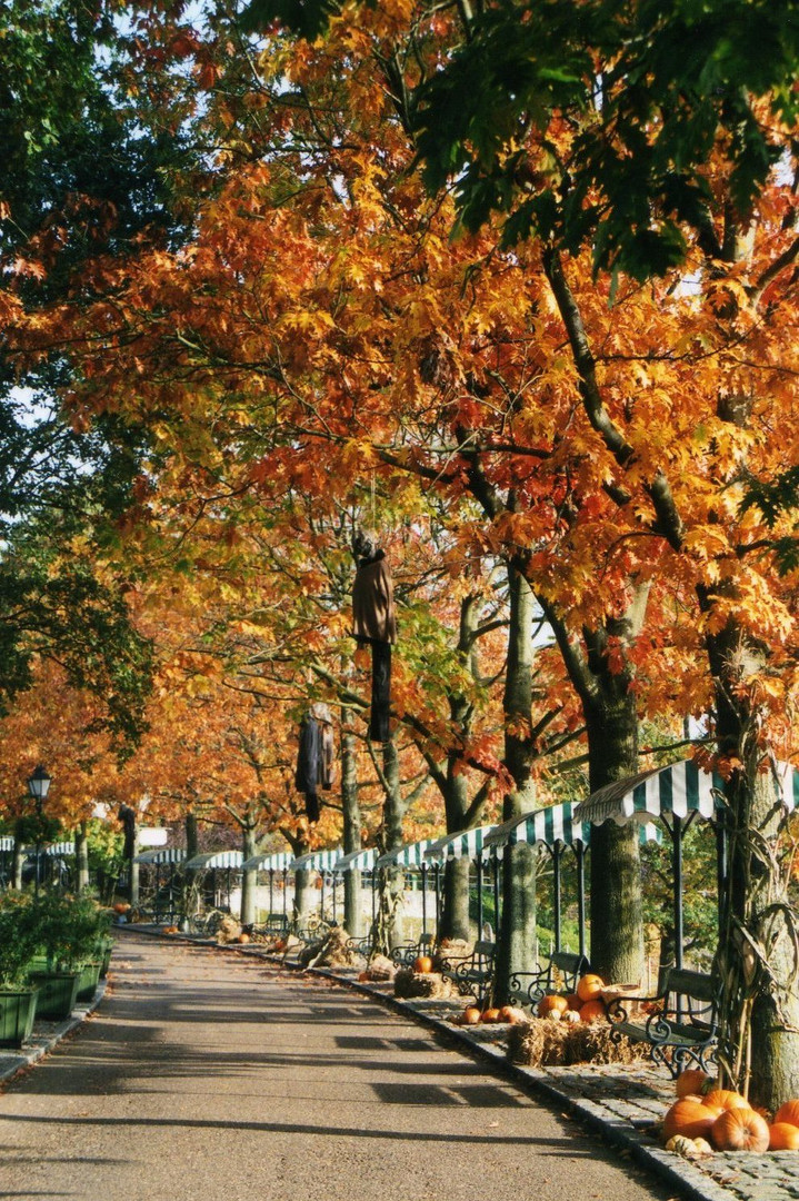 Herbst im Park