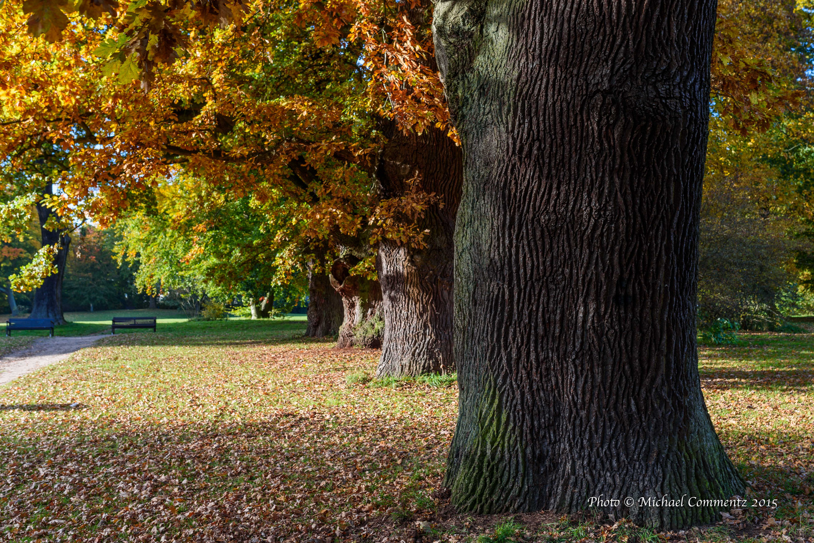 Herbst im Park