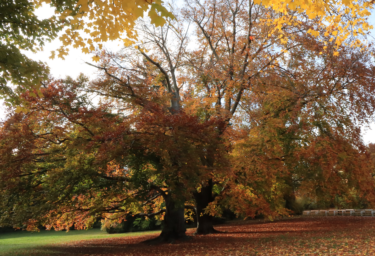 Herbst im Park