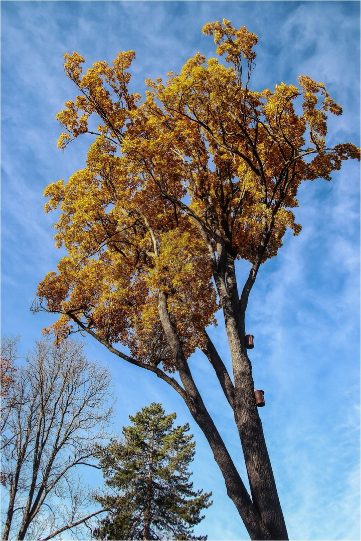 Herbst im Park  (8)