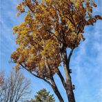 Herbst im Park  (8)