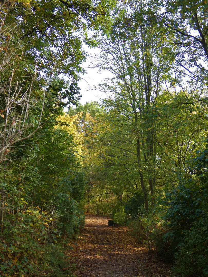 Herbst im Park