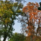 Herbst im Park