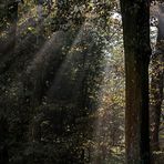 Herbst im Park