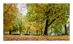 Herbst im Park