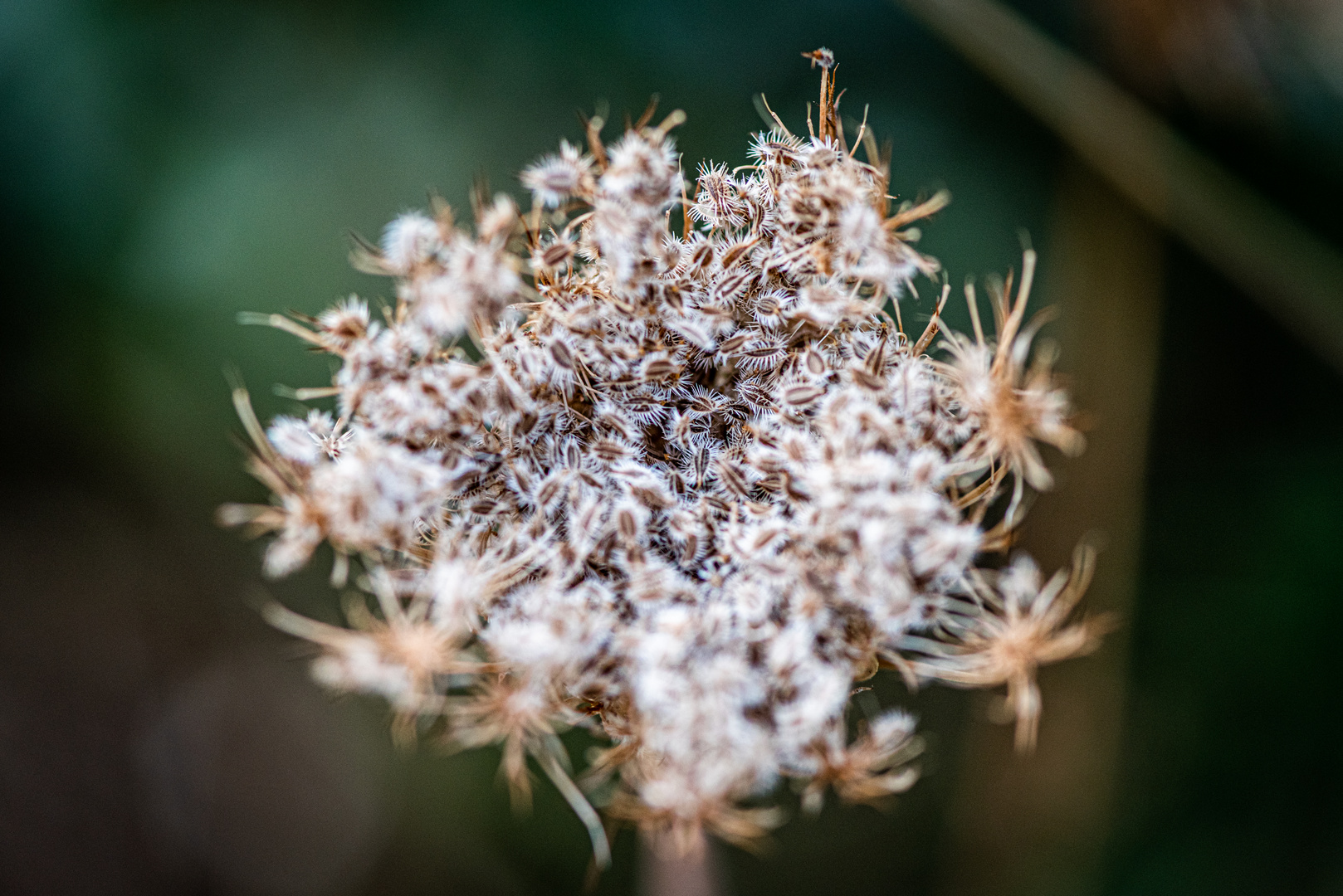 Herbst im Park ....