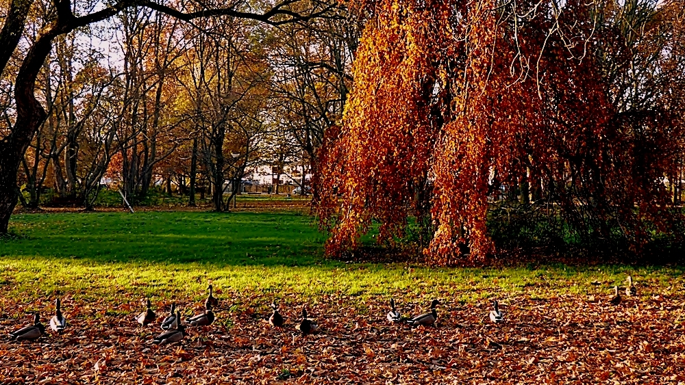 Herbst im Park . . .