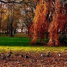 Herbst im Park . . .