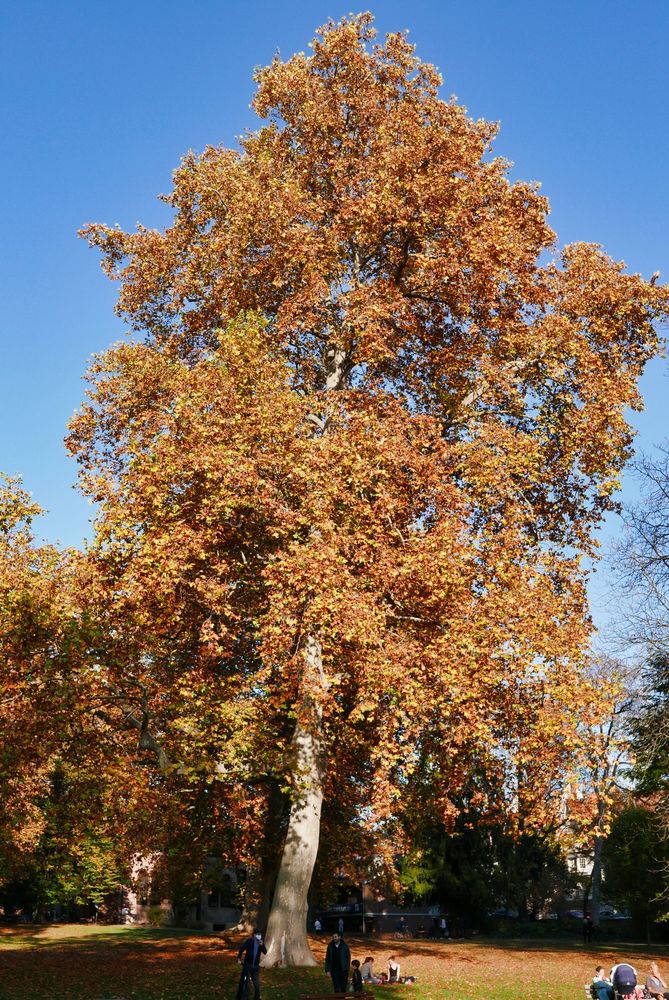 Herbst im Park