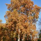 Herbst im Park